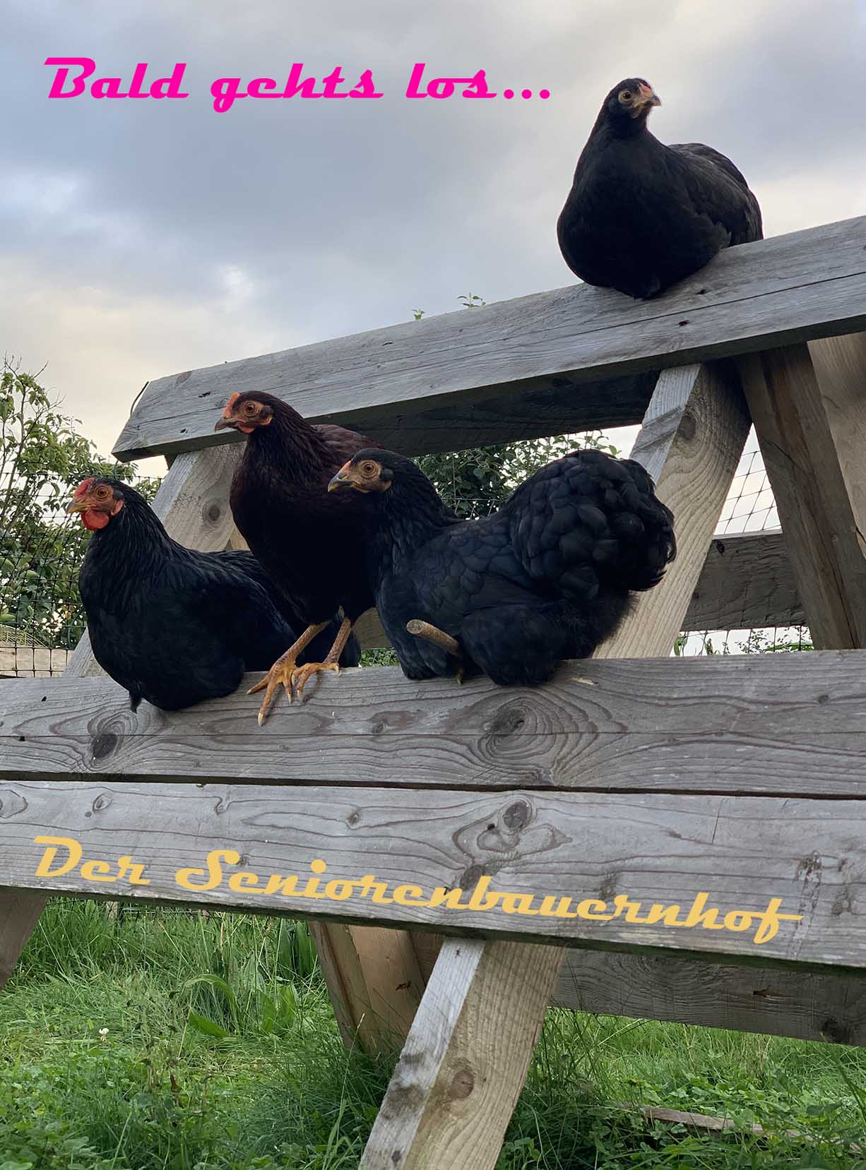 HUHN!